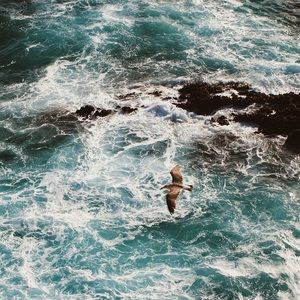 Meet your Posher, Bella